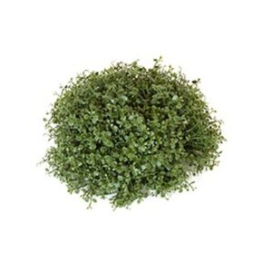 PLANTA FITOSPORUM MEIA BOLA 7CM  X 23