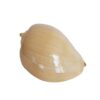 CONCHA