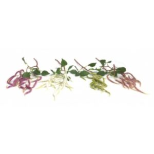 GALHO AVELEIRA LILAS