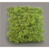 MUSGO PLANTA 5CM X 78, PLACA 30X27CM