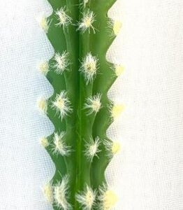 CACTO CEREUS