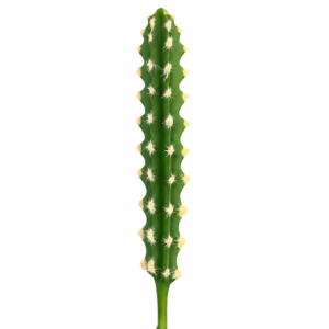 Cacto  Artificial Decorativo Verde para Arranjos (M)