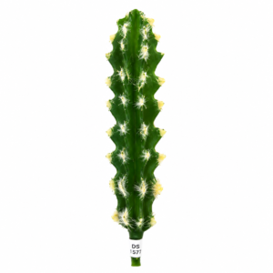 CACTO CEREUS