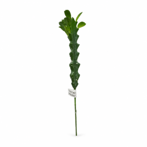 CACTO SEEDS  (P)  96/48/12- BF3