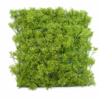 MUSGO PLANTA 5CM X 78, PLACA 30X27CM