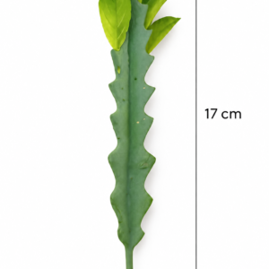 Alternative view of Cacto Artificial Seeds Decorativo Pequeno para Arranjos