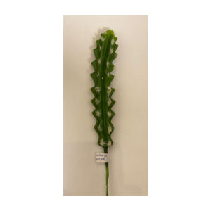 CACTO CEREUS (M) 24 x 0,03