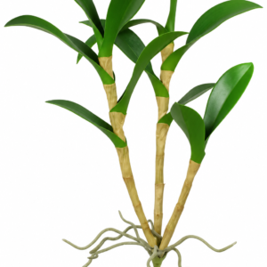 FOLHAGEM DECORATIVA  DENDROBIUM