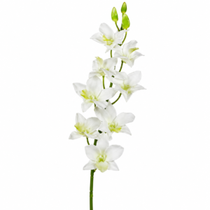 ORQUIDEA BRANCA P