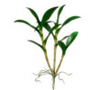 FOLHAGEM DE DENDROBIUM GD
