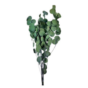 RAMALHETE EUCALIPTO PRESERVADO VERDE