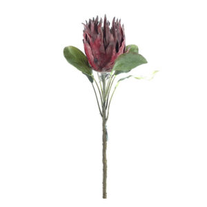 FLOR PROTÉIA  OUTONADA VINHO