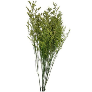 RAMALHETE BARBA DE VELHO 80CM - PRESERVADO VERDE