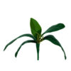 FOLHA DE ORQUIDEA  VERDE