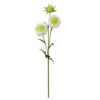 FOLHAGEM HASTE SCABIOSA BRANCO