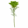 FLOR DE CENOURA VERDE
