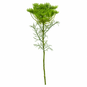 FLOR DE CENOURA VERDE