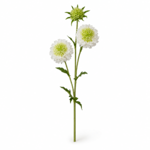 FOLHAGEM HASTE SCABIOSA BRANCO