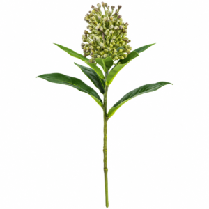 FLOR HASTE SEMENTE LIGUSTRO VERDE