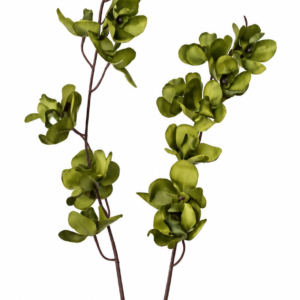 FLOR ORQUIDEA VANDA  COM 22 FLORES VERDE