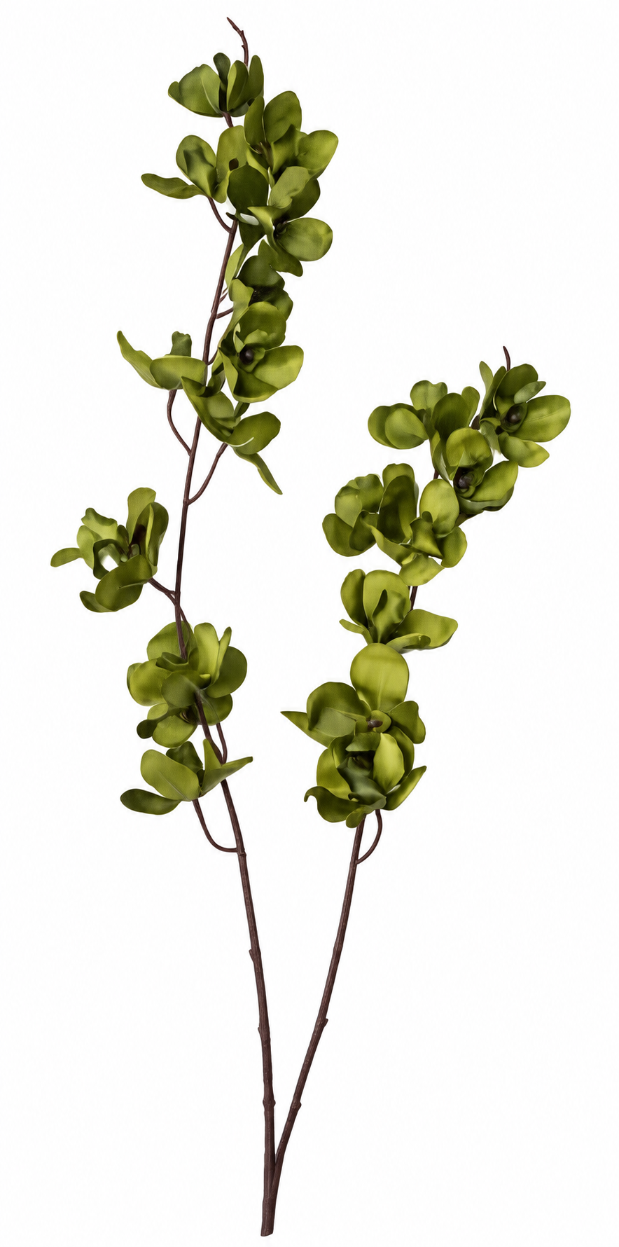 FLOR ORQUIDEA VANDA COM 22 FLORES VERDE