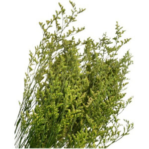 Alternative view of RAMALHETE BARBA DE VELHO 80CM - PRESERVADO VERDE