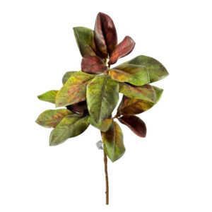 FOLHAGEM DE MAGNOLIA  VERDE