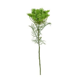 FLOR DE CENOURA VERDE